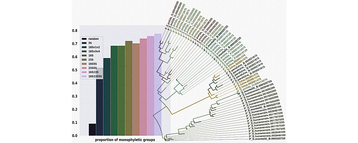long-read rRNA phylogenetics